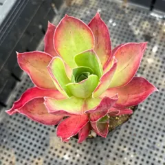 2025年最新】アエオニウム ロスコフの人気アイテム - メルカリ 