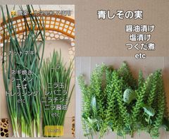 農薬・化学肥料不使用　露地物　ネギ　ニラ　ネコポスでお届け