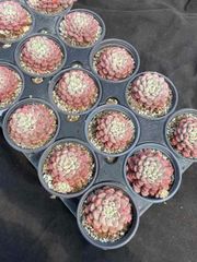 抜き苗 ユキモモ単頭 MY14×18株 ふっくら 多肉植物 エケベリア サボテン 韓国苗 新入荷
