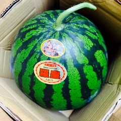 熊本県産 高級 すいか 西瓜 大玉 羅皇 スイート 赤 1玉入り 3L サイズ 箱込み 8キロ以上 秀品（001） 完熟 ギフト プレゼント用 贈答用 お中元 お祝い お見舞い 果物 フルーツ【バイヤー推奨商品】【5月下旬以降発送】