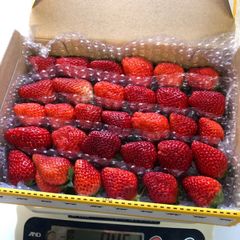 いちご 赤苺食べ比べ   クール便