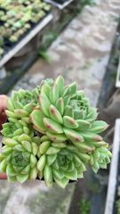 新発売 QS31 ロビン 105苗セット 土と根付き 多肉植物 エケベリア 韓国