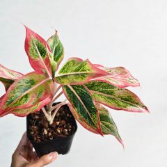 アグラオネマ　サイアムオーロラピンク★ うね下がるカッコよ仕立て3年もの♪特大株 アグラオネマ サイアムオーロラピンク☆ うね下がるカッコよ