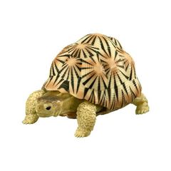 【商品番号11】　ホウシャガメ　フィギュア　フィギア　　爬虫類　亀　カメ　ガチャガチャ