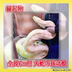 大蛇の抜け殻　ゴールデンパイソン　アルビノ　金運　M-1