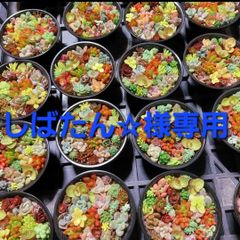 しばたん☆プロフ必読☆様専用