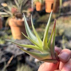 5/7カット済み＊ 花茎から子株を出すヴィヴィパラ品種＊ チランジア セクンダ ビビパラ Tillandsia secunda v. Major vivipara＊エアプランツ＠フラワーショップ江口