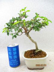 [讃岐屋緑兵衛] 楡欅 (7166白釉長方鉢)全高：25㎝※宅配便発送