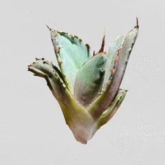 アガベ 白鯨 牡丹葉 【激締まり株】