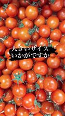 熊本県産ミニトマト千果３kg大きいサイズお得です！