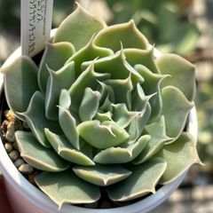 ★速達付き！★シムランスラグナサンチェス 実生 多肉植物（抜き苗・速達付）ケーレス 自家実生苗