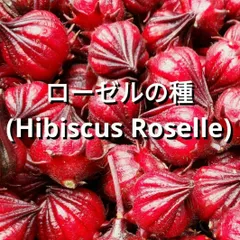 ローゼルの種(自然栽培) Hibiscus Roselle 洛新花