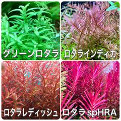 ロタラ水上葉4種　各10本