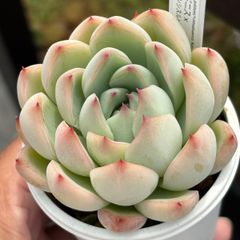 ★自家実生苗！★プリドニス×チワワエンシスルビーブラッシュ 多肉植物（抜き苗）自家受粉交配 国産