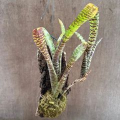 ネオレゲリア　ハイブリッド④  コルク付　交配種 交配 Neoregelia hybrid 交配種 交配 現品 観葉植物 観葉 植物 珍奇植物 珍奇 珍しい レア 希少 タンクブロメリア ブロメリア アナナス ハンギング 吊るす  インテリア おしゃれ
