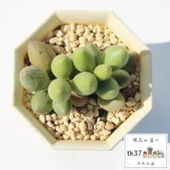 2024年最新】珍しい多肉植物の人気アイテム - メルカリ