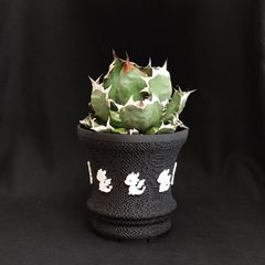 【セイハイxミニドラ108】植木鉢 プランター スリット メッシュ 水捌け 通気 シンプル プラ鉢 アガベ 塊根 ハオルチア 多肉 観葉植物 創作 作家 メントリザムライ 3Dプリンター鉢 ジャイロイド ドライガーデン