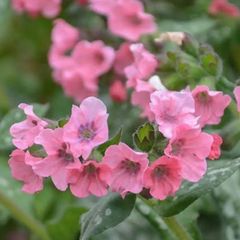 ベビーピンクの花♡　プルモナリア　プリティインピンク