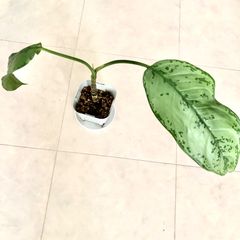 【希少】 アグラオネマ　木立性