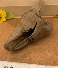 流木 穴あり 魚の家みたいな感じ