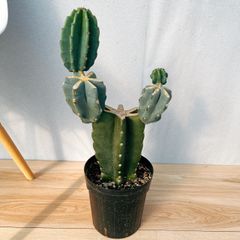 在庫］柱サボテン 鬼面角 ブランチ 6号 観葉植物 室内 大型