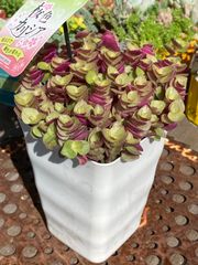 桜色カリシア♡カリシアレペンス②