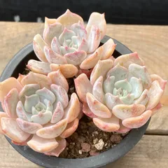 2025年最新】リラシナの人気アイテム - メルカリ