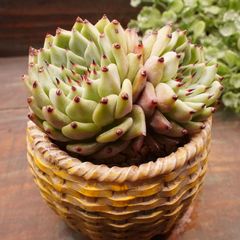 MA053	原種ザラゴーサ	【イータニク】多肉植物　韓国苗　第四種郵便発送