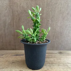 モナデニウム ① 不明種 Monadenium 現品 観葉植物 観葉 植物 珍奇植物 珍奇 珍しい レア 希少 塊根植物 塊根 コーデックス 多肉植物 多肉 インテリア モナデニューム