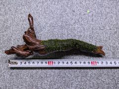 南米ウィロモス流木