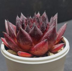 エケベリア原種 アガボイデス  トゥスパン その6 agavoides Tuxpan  ケーレス実生苗 月曜or火曜日発送。