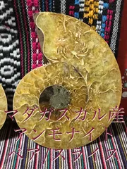SHOP》マダガスカル産【アンモナイト】スライス/ペア化石[8-17