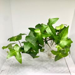ヘデラアイビー 5本　ロングアイビー 　ハンギングプランツ