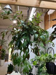 エスキナンサス　マルモラタス　吊り鉢　５号　観葉植物　オシャレ　ボリューム　インテリア　グリーン　ハンギング