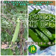 【おすすめ商品】農薬不使用（無農薬）栽培莢込みぶち甘グリンピース　3㎏ おすすめ商品】早春季限定販売！莢込みぶち甘グリンピース‼農薬
