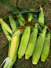 最終１箱  北海道産　農薬不使用 とうもろこし 20本