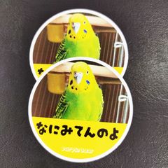 送料無料　セキセイインコ　インコ「インコ　なにみてんのよ　ステッカー」（約６０ｍｍ×約６０ｍｍ）※２枚セット販売