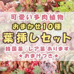 再販★おまかせ10種★多肉植物　葉挿し　セット　韓国苗　レア　かわいい多肉