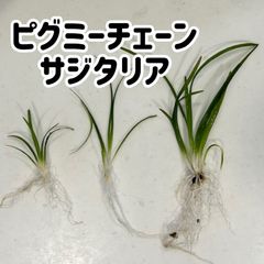 【無農薬・水中葉】ピグミーチェーンサジタリア3株