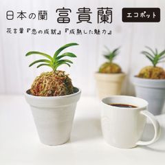 風貴蘭 風蘭 蘭 エコポット 選べる色 黒受皿付 白花 麒麟丸 玉金剛 兜丸 翠華殿 麒麟丸 フウキラン フウラン 送料無料