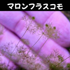 マロンフラスコモ  3本 水中葉  送料無料