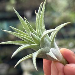 チランジア イオナンタ バンハイニンギー Tillandsia ionantha var. vanhyningii＊エアプランツ＠フラワーショップ江口