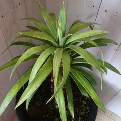 2025年最新】デスメティアーナ ユッカの人気アイテム - メルカリ