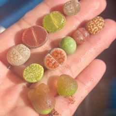 コノフィツム　リトープス　11点セットmix ブルゲリ　翡翠玉 マウガニー 　セット色の組み合わせ カラフル　多肉植物メルカリ便