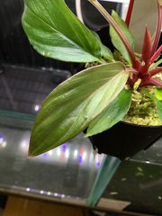 Homalomena HR14 K0124-f3