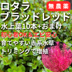 ここが違う！【無農薬】ロタラブラッドレッド 水上葉10本＋おまけ｜初心者OK＆エビ安心｜育てやすい赤系水草｜CO2で真紅に｜トリミングで増殖　Shop発送で安心！クーポン付き！