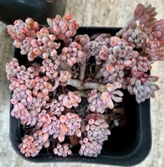 ブルービーン　セダム　根付き　韓国苗　多肉植物