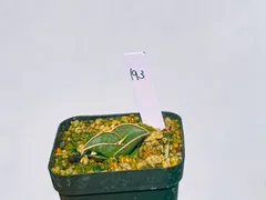 【motty様専用 速達】サンスベリア　ロリダ１９３