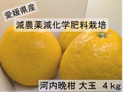 愛媛県産、河内晩柑　4kg　大玉、減農薬、減化学肥料栽培