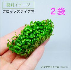 育成中（２袋）（組織培養）グロッソスティグマ